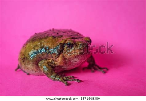 fotos de toad|134,244 Toad Images, Stock Photos, 3D objects,.